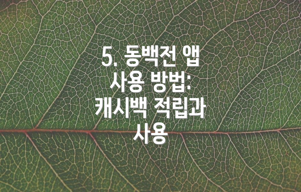 5. 동백전 앱 사용 방법: 캐시백 적립과 사용
